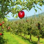 Creating an Orchard with